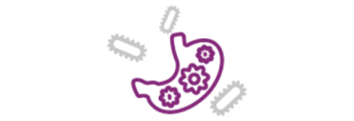 La escasez de flora intestinal es un factor importante de la mala digestión